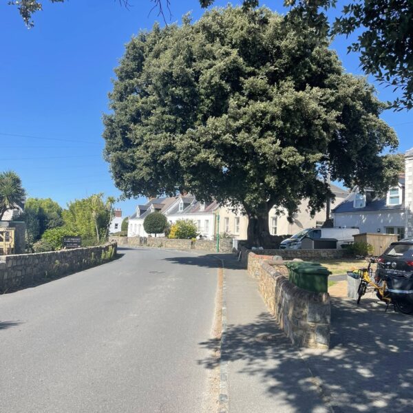 Quercus Ilex crown lift and reduction