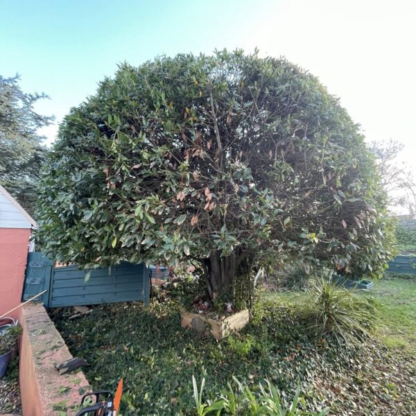 Bay Laurel reduction